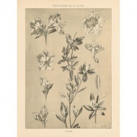 Lithograph Florals I