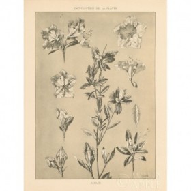 Lithograph Florals I - Cuadrostock