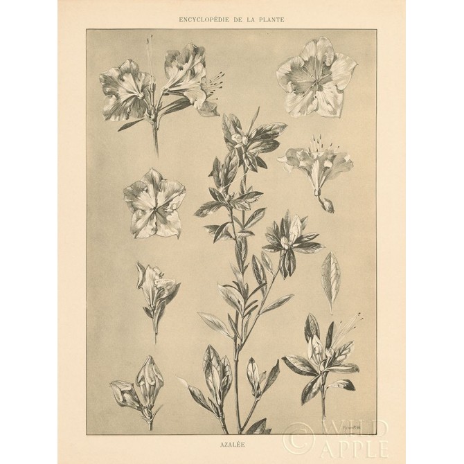Lithograph Florals I