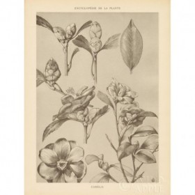 Lithograph Florals II - Cuadrostock