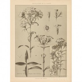Lithograph Florals III