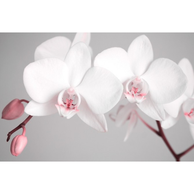 2561951-R- Flores blancas
