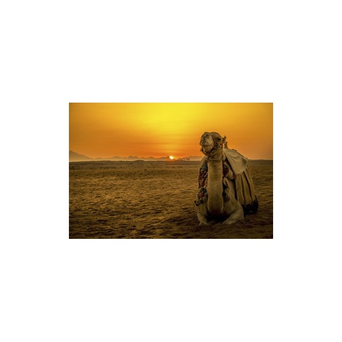 Camello y puesta de sol en Egipto- 101252192 - Cuadrostock