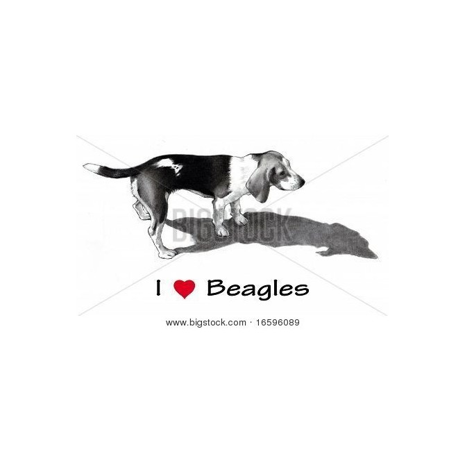 Pencil Drawing of Beagle Dog - Cuadrostock