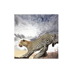 13843856-leopard. 7 tamaños disponibles