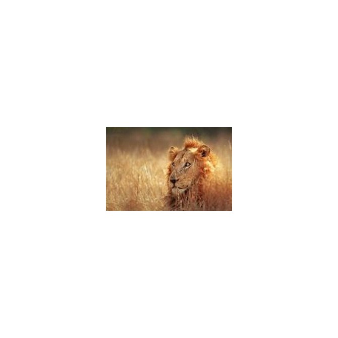 21103316-Big male lion lying in dense grassland - Kruger National Park - South Africa