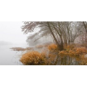 JAP836 / Cuadro Niebla en pantano - Cuadrostock