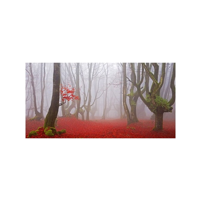 JAP828 / Cuadro Bosque hojas rojas - Cuadrostock