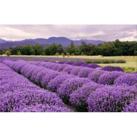 37425544 / Cuadro Granja de lavanda en Seguinn