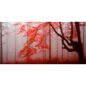 JAP 807 / Cuadro Bosque rojo
