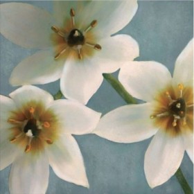 PLP 100 / Cuadro Lily Partait I