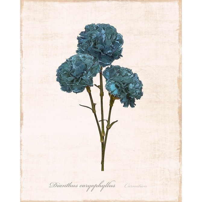Sketchbook Carnation - Cuadrostock