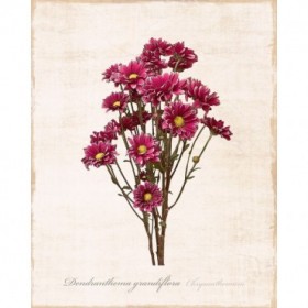 Sketchbook Chrysanthemum - Cuadrostock