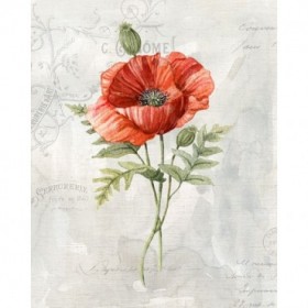 Linen Poppy - Cuadrostock