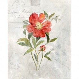 Linen Peony - Cuadrostock