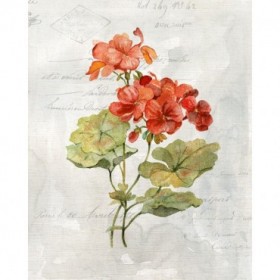 Linen Geranium - Cuadrostock