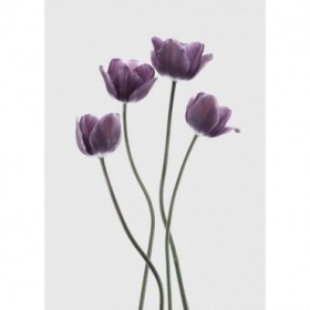 Tulips Purple - Cuadrostock