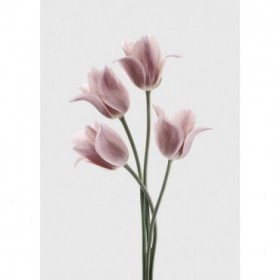 Tulips Pink - Cuadrostock