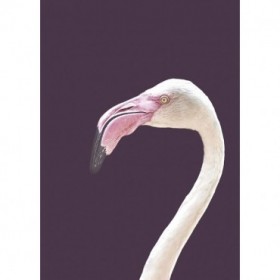 The Flamingo - Cuadrostock