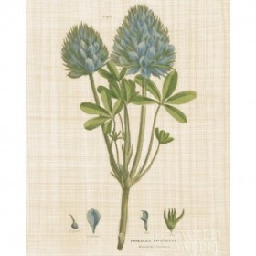 Herbal Botany XV Linen Crop - Cuadrostock