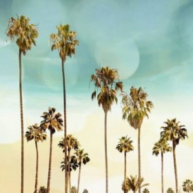Beach Palms II - Cuadrostock