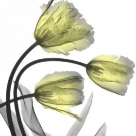 Glorious Tulips - Cuadrostock