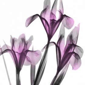 Dazzling Iris - Cuadrostock