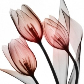 Splendid Tulips - Cuadrostock