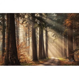 Fresh Autumn Light