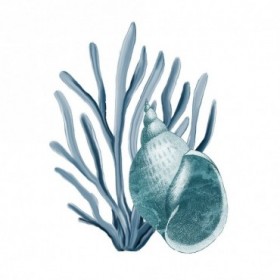 Coastal Coral 4