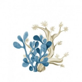 Coastal Coral 3