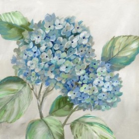 Hydrangea Beauty I