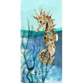 Pacific Seahorse - Cuadrostock