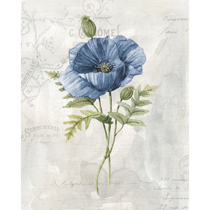 Blue Linen Poppy - Cuadrostock