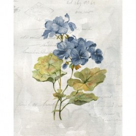 Blue Linen Geranium