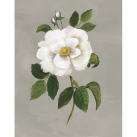 Botanical Garden Rose