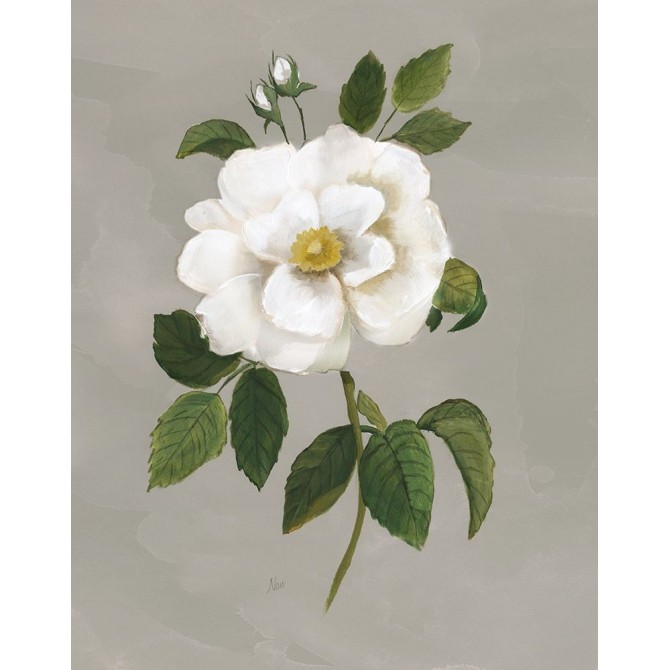 Botanical Garden Rose