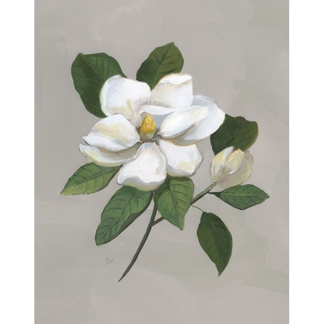 Botanical Magnolia - Cuadrostock