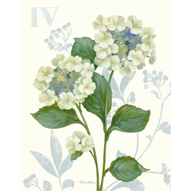 Lace Hydrangea - Cuadrostock