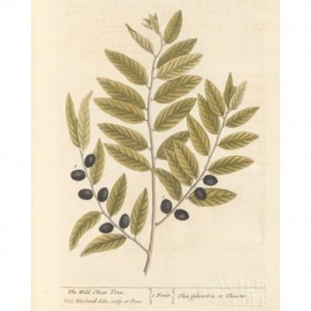 Olive Branch I - Cuadrostock