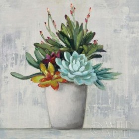 Succulent Still Life I