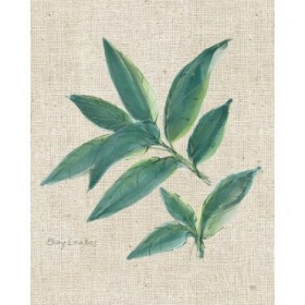 Bay Leaf on Burlap - Cuadrostock