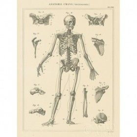 Skeleton Chart - Cuadrostock