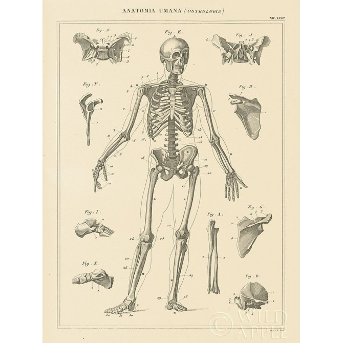 Skeleton Chart