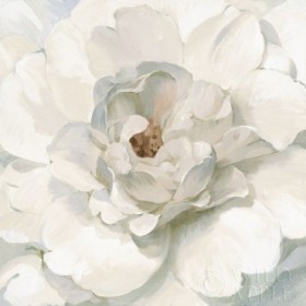 Neutral Peony - Cuadrostock