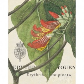 Botanique Tropicale I - Cuadrostock