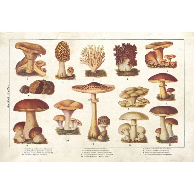 Mushroom Chart II - Cuadrostock