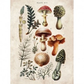 Mushroom Chart I - Cuadrostock