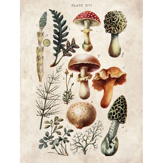 Mushroom Chart I