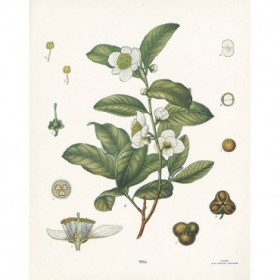 Tea Botanical - Cuadrostock
